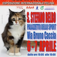 I Gatti Più Belli del Mondo, per la prima volta, al Palazzetto dello Sport di Santo Stefano Belbo (Cn)