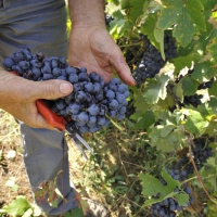 FIVI: SERVE MAGGIOR RAZIONALITÀ NEI CONTROLLI SANITARI ALLE CANTINE