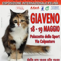 I Gatti Più Belli del Mondo al palasport di Giaveno