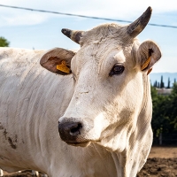 La chianina in festa per la “La valle del Gigante Bianco”