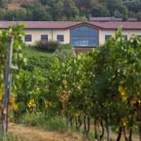 CANTINE APERTE: CALINVERNO SI DEGUSTA A TUTTO TONDO