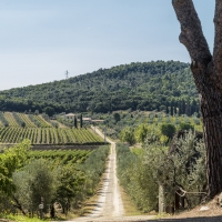 BULICHELLA E GLI ABBINAMENTI INCONSUETI: TRE SERATE IN CUI TOSCANA E GIAPPONE S'INCONTRANO IN AGRITURISMO