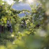 MONTE ZOVO: APPUNTAMENTO IN CANTINA PER FESTEGGIARE LA VENDEMMIA