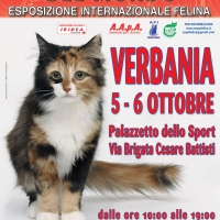 I Gatti Più Belli del Mondo al Pazzetto dello Sport di VERBANIA