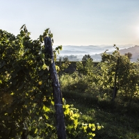 I CLIVI: L’ANELLO DI CONGIUNZIONE FRA COLLIO E COLLI ORIENTALI