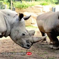 Il Bioparco di Roma Accoglie due Rinoceronti Bianchi Thomas e Kibo