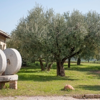 “Storie di olio e territorio”, il nuovo evento di Frantoio Bonamini