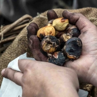 Festa di Castagnatura, a Raggiolo rivivono le tradizioni dell’autunno