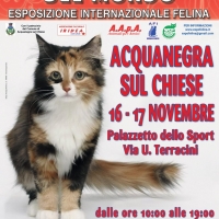 I Gatti Più Belli del Mondo, per la prima volta, al Palazzetto dello Sport di Acquanegra sul Chiese (Mn)