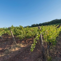 DALLA TOSCANA AL SOL LEVANTE: I VINI BULICHELLA SULLA VIA DEL MERCATO ASIATICO