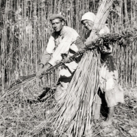 In Umbria fra i sapori della Valnerina: miele, tartufo e canapa