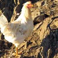 Cinquantamila capponi da Cortona alle tavole del centro Italia