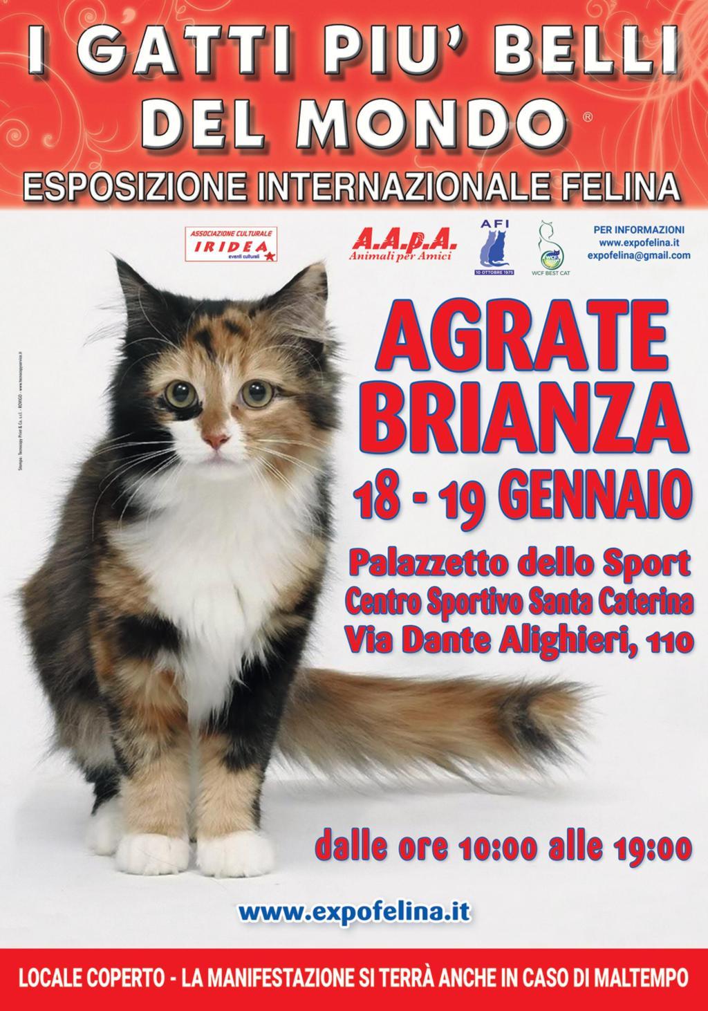 I Gatti Più Belli del Mondo al Centro Sportivo di AGRATE BRIANZA