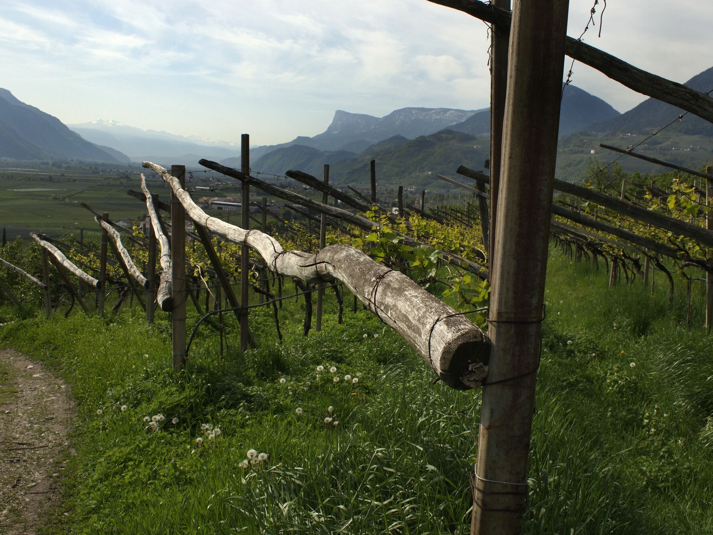 VIGNAIOLI DI MONTAGNA: TRA VINO E CINEMA SPAZIO ANCHE ALLA GASTRONOMIA