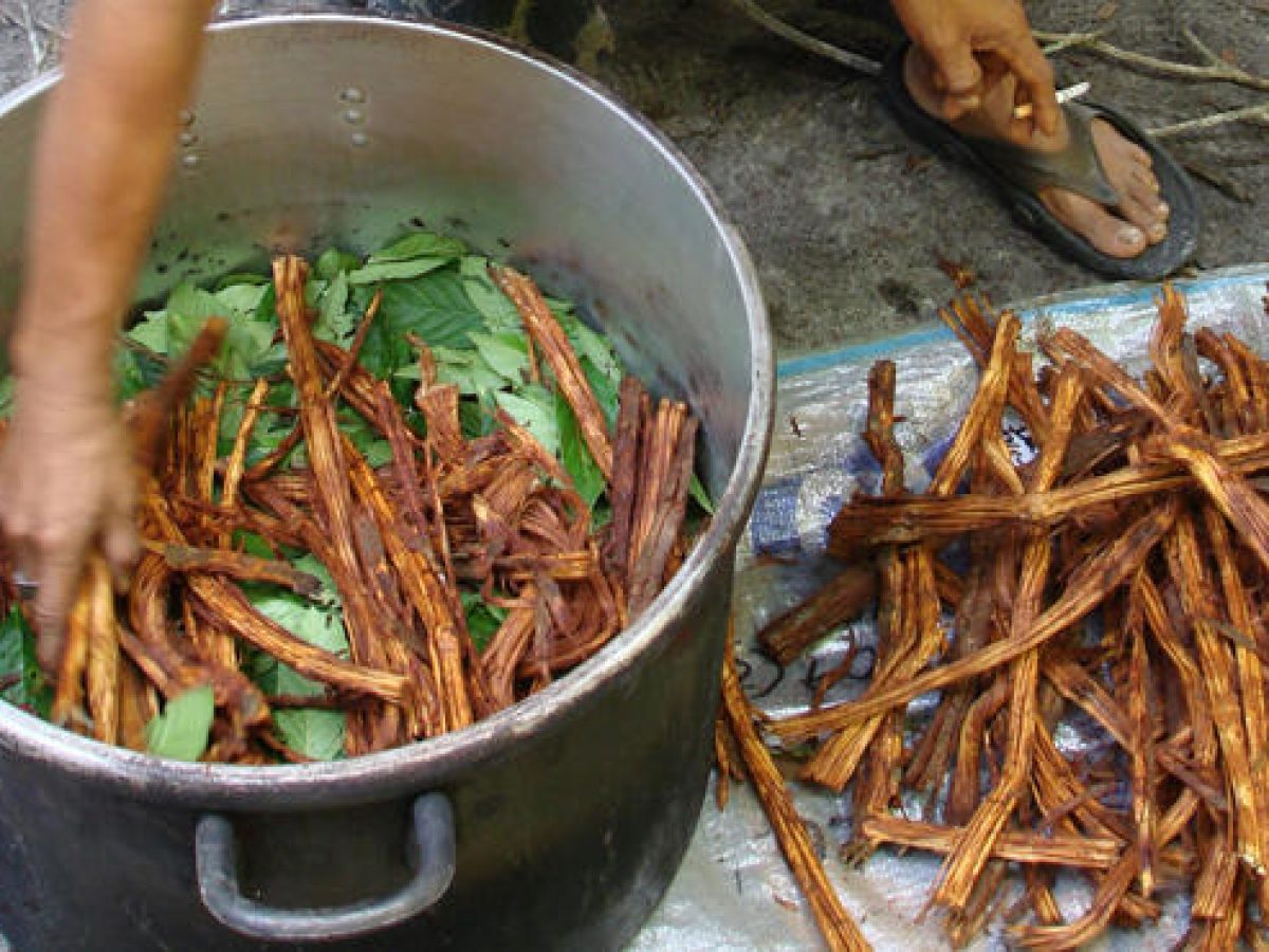 Festini a base di Ayahuasca, la droga allucinogena degli sciamani