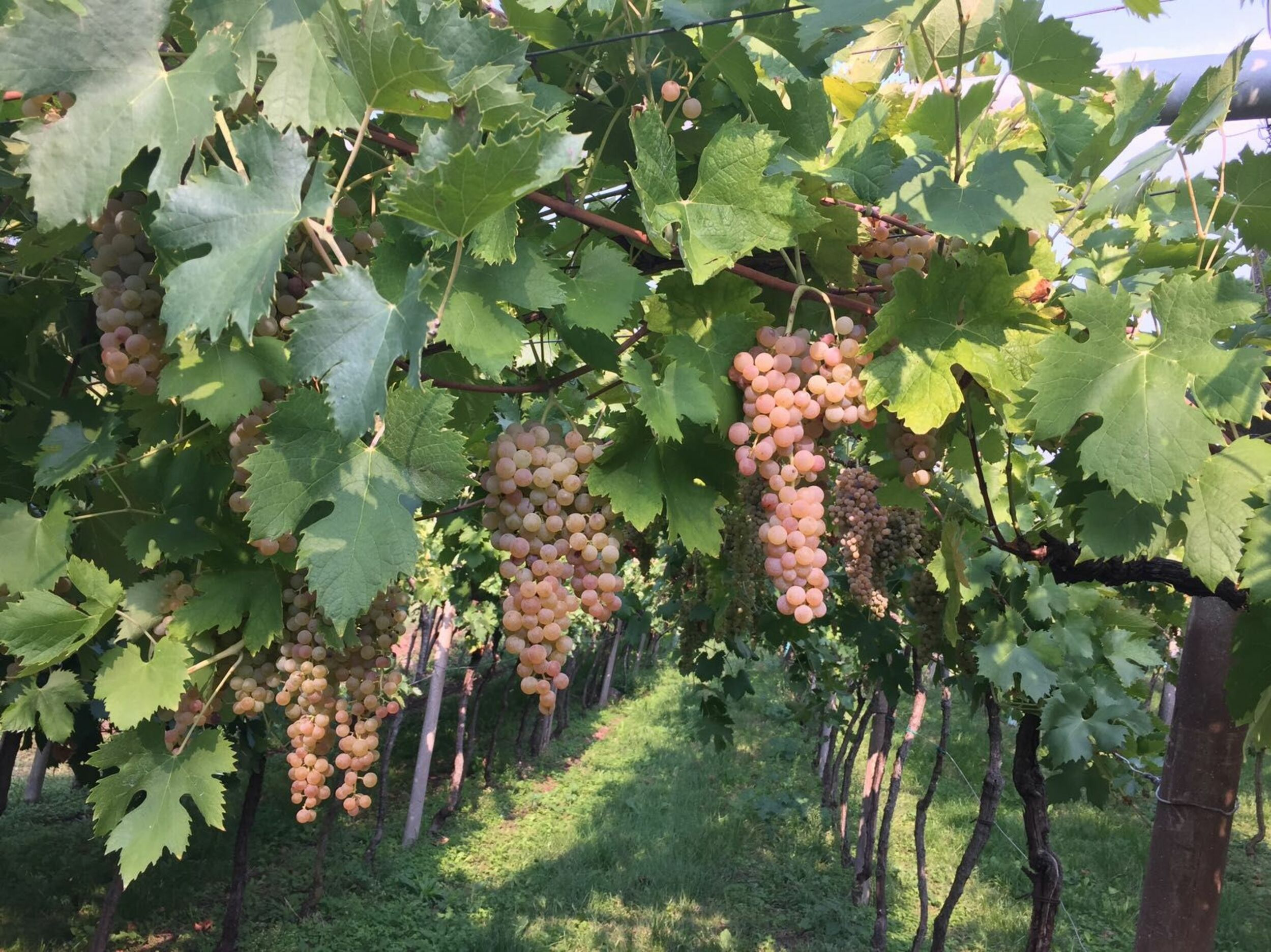 PERINATO SOAVE CLASSICO DOC: LA NOVITÀ IN CASA GIANNITESSARI