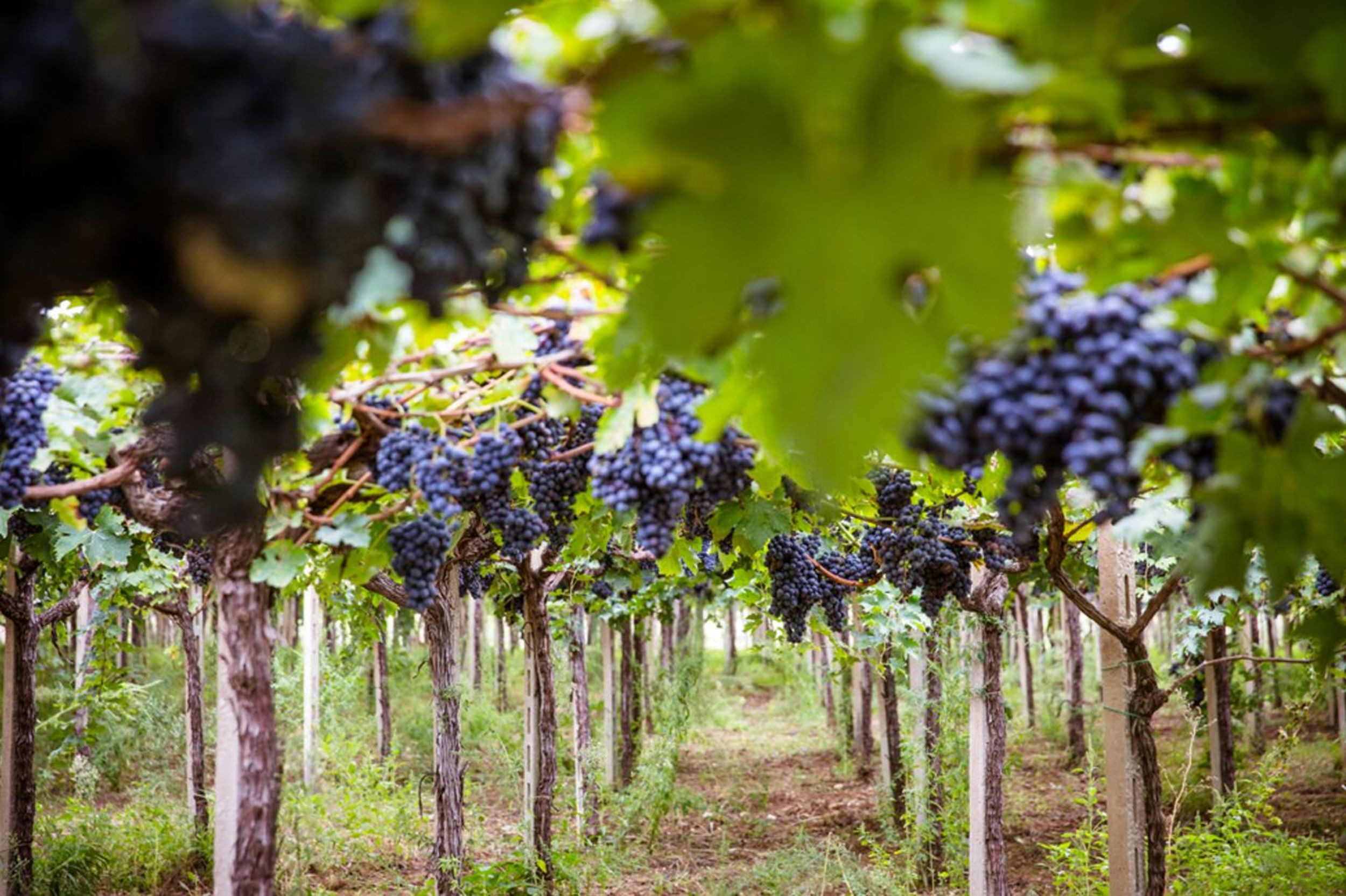 BERLINER WEIN TROPHY: CANTINA TOLLO È LA MIGLIORE COOPERATIVA ITALIANA