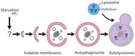 Autofagia: Il Segreto Per Rimanere Sempre Giovani