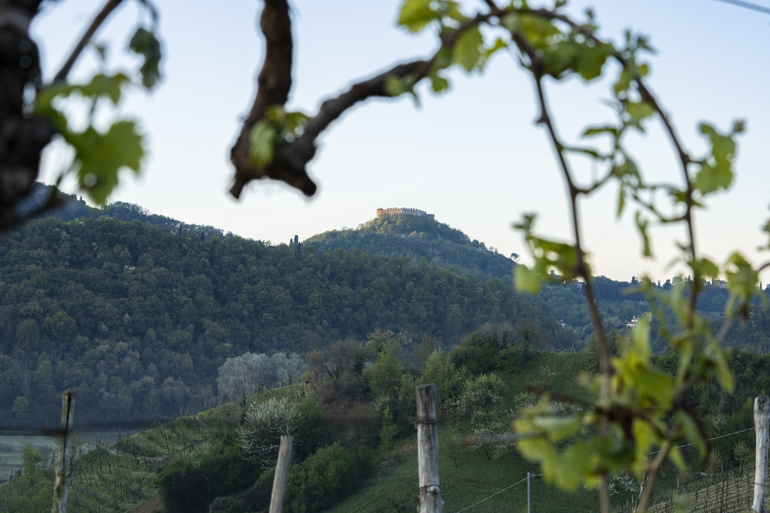 ASOLO PROSECCO, AL VIA IL NUOVO PIANO DEL “CRU” DI COLLINA