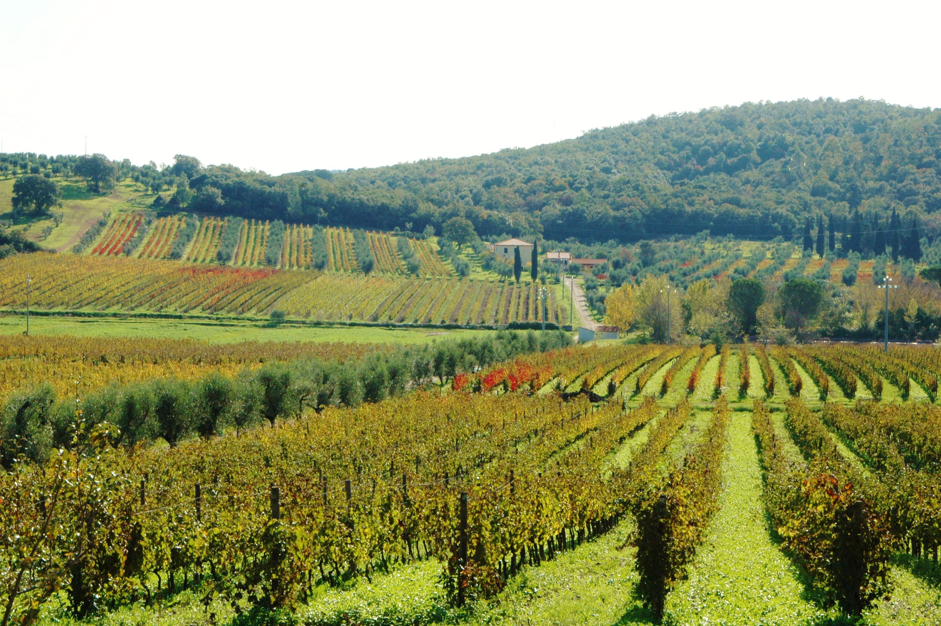 BULICHELLA, NON SOLO DEGUSTAZIONI: L’ENOTURISMO ALLA SCOPERTA DELLA VAL DI CORNIA