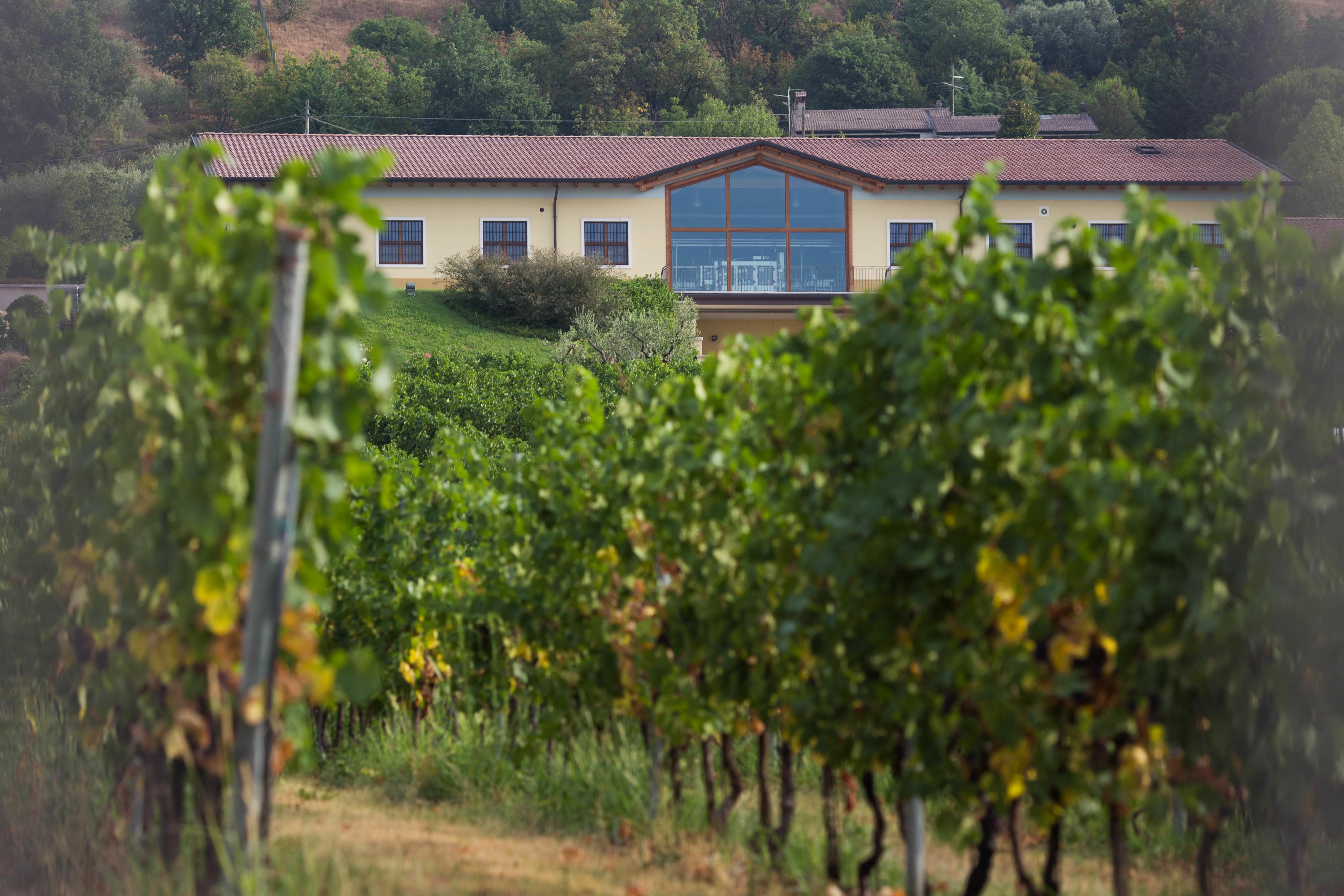  MONTE ZOVO, ESPERIENZE OLTRE IL VINO: AL VIA DEGUSTAZIONI UNICHE E VISITE DA VIVERE APPIENO