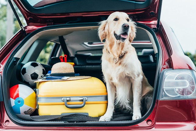 Estate 2020: 3,5 milioni di italiani andranno in vacanza col proprio animale 