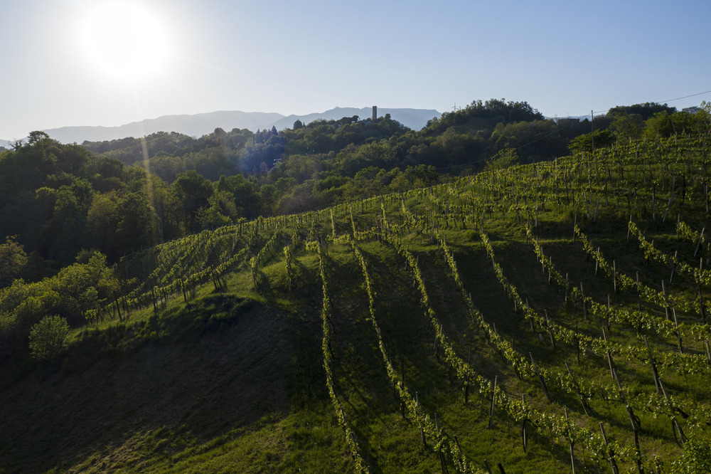 L’ASOLO PROSECCO CONTINUA A CRESCERE E ADOTTA LA RISERVA VENDEMMIALE