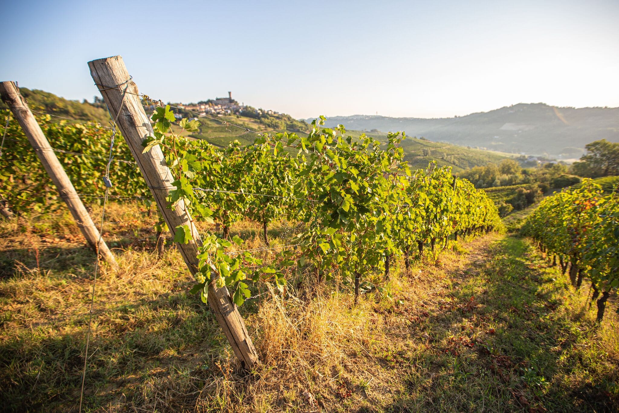 CASTELLO DI CIGOGNOLA: LA VENDEMMIA 2020 AFFRONTATA CON L’ANIMA DELLA START UP