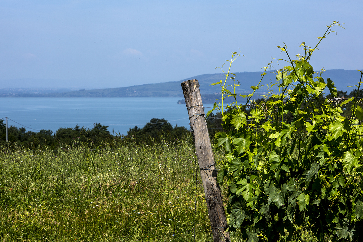 GRENACHES DU MONDE 2020: TRIONFANO I GAMAY DEL TRASIMENO