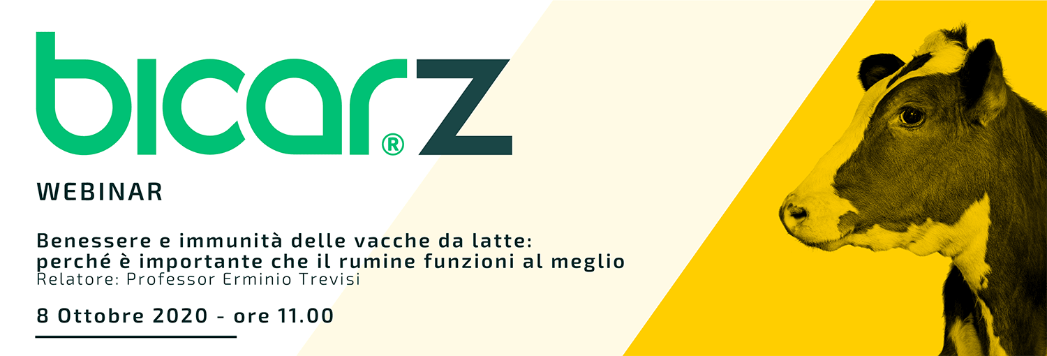 Benessere e immunità delle vacche da latte: perché è importante che il rumine funzioni al meglio