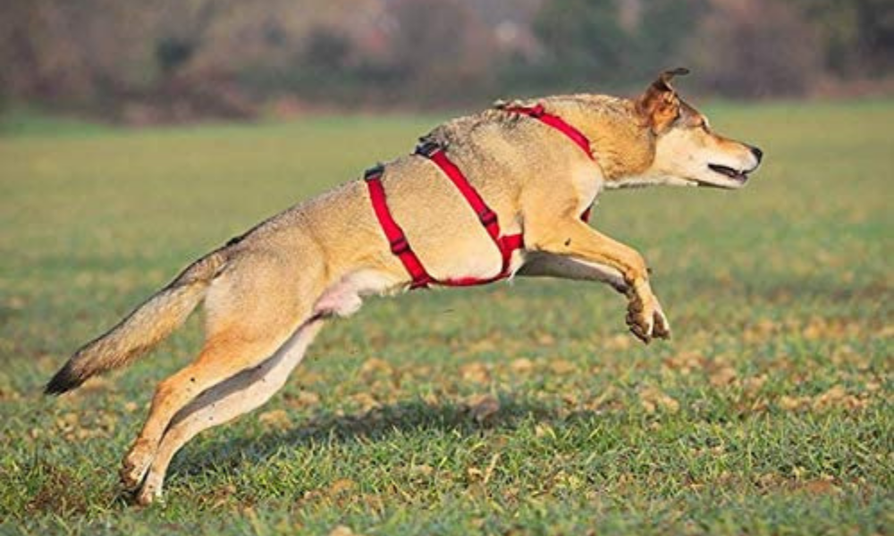 Perché scegliere la pettorina antifuga per il vostro cane? 