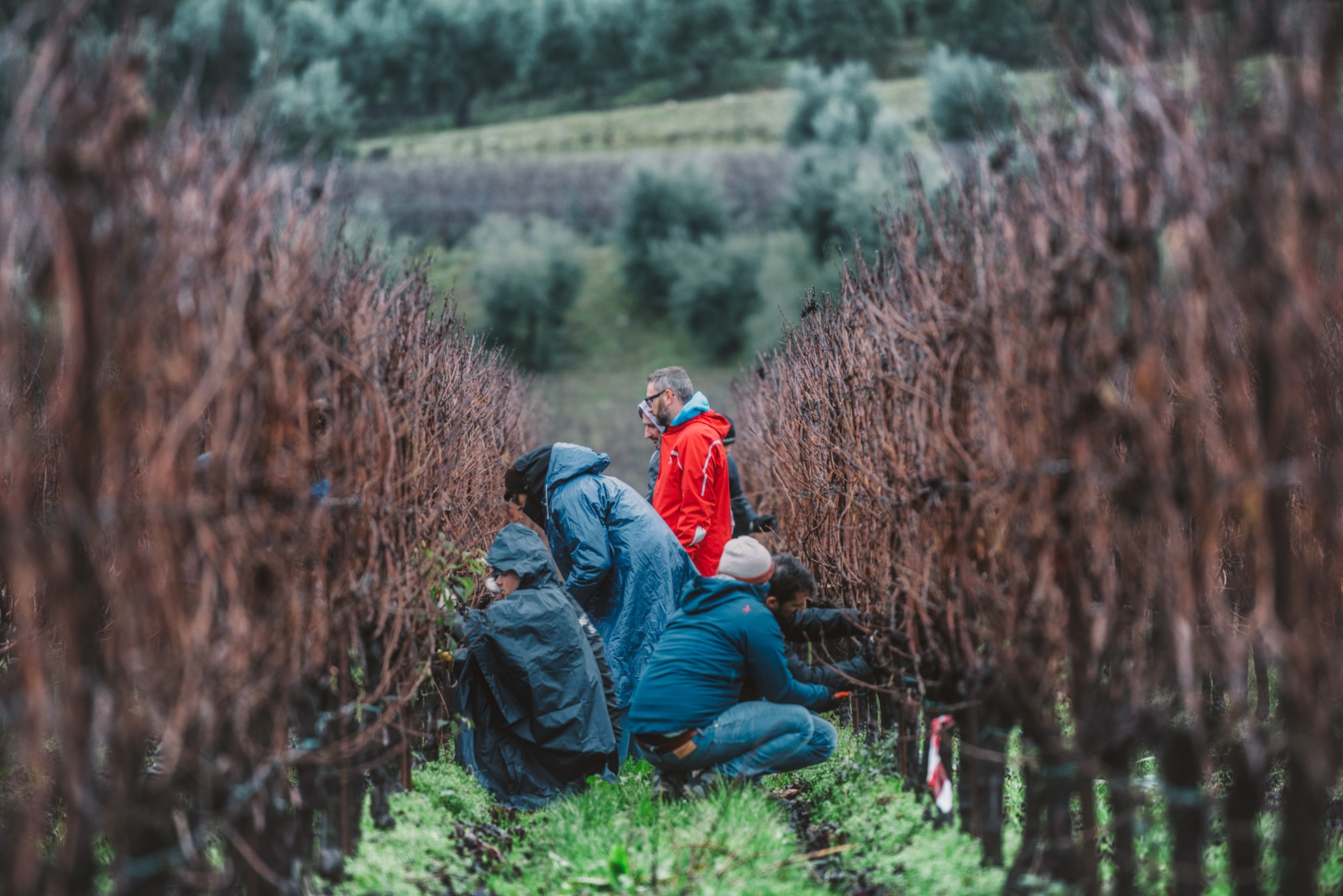 Al via il 12° anno della Scuola Italiana di Potatura della Vite SIMONIT&SIRCH