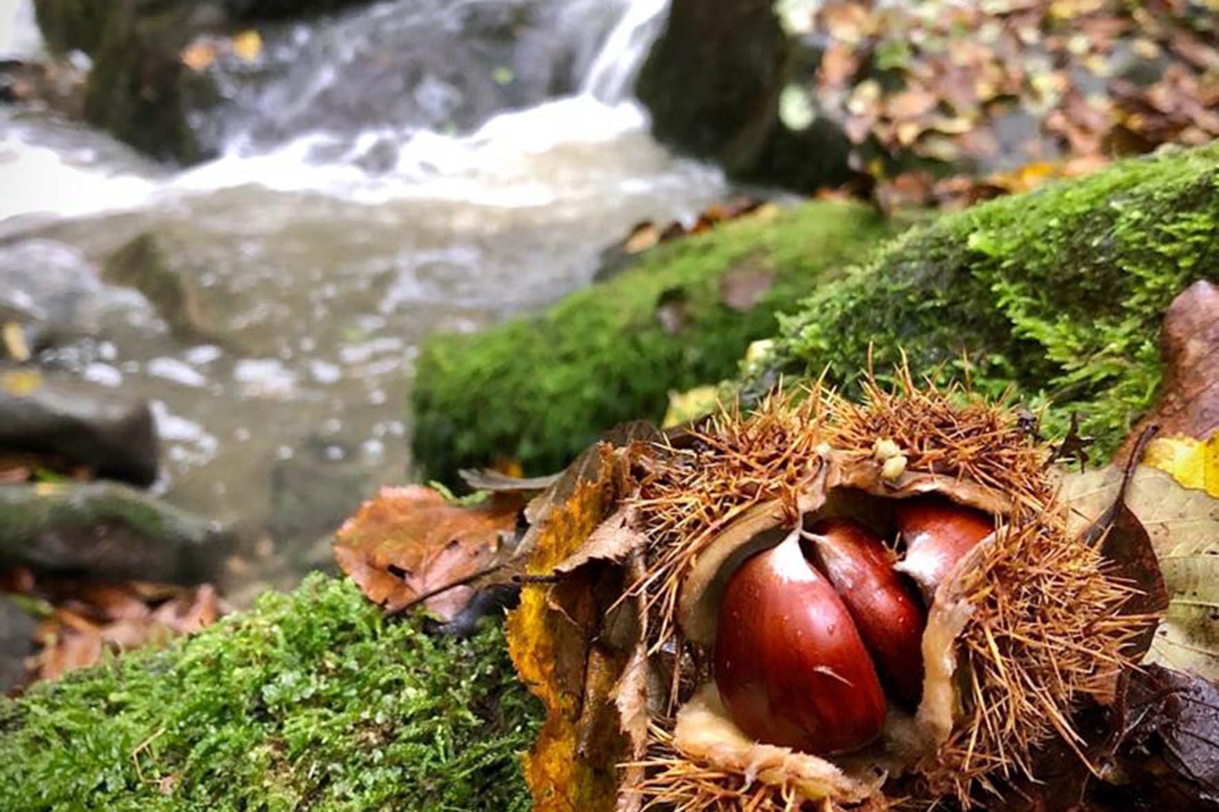 La castagnatura di Raggiolo sul web con un ricco calendario di iniziative