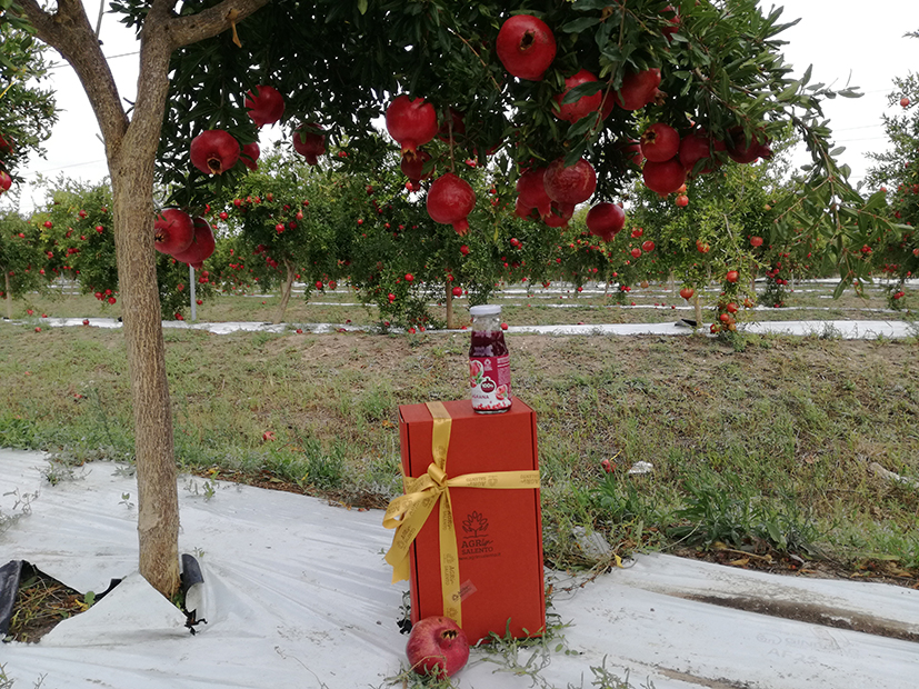 Natale si avvicina.. è il momento di pensare ai regali  di Agrinsalento