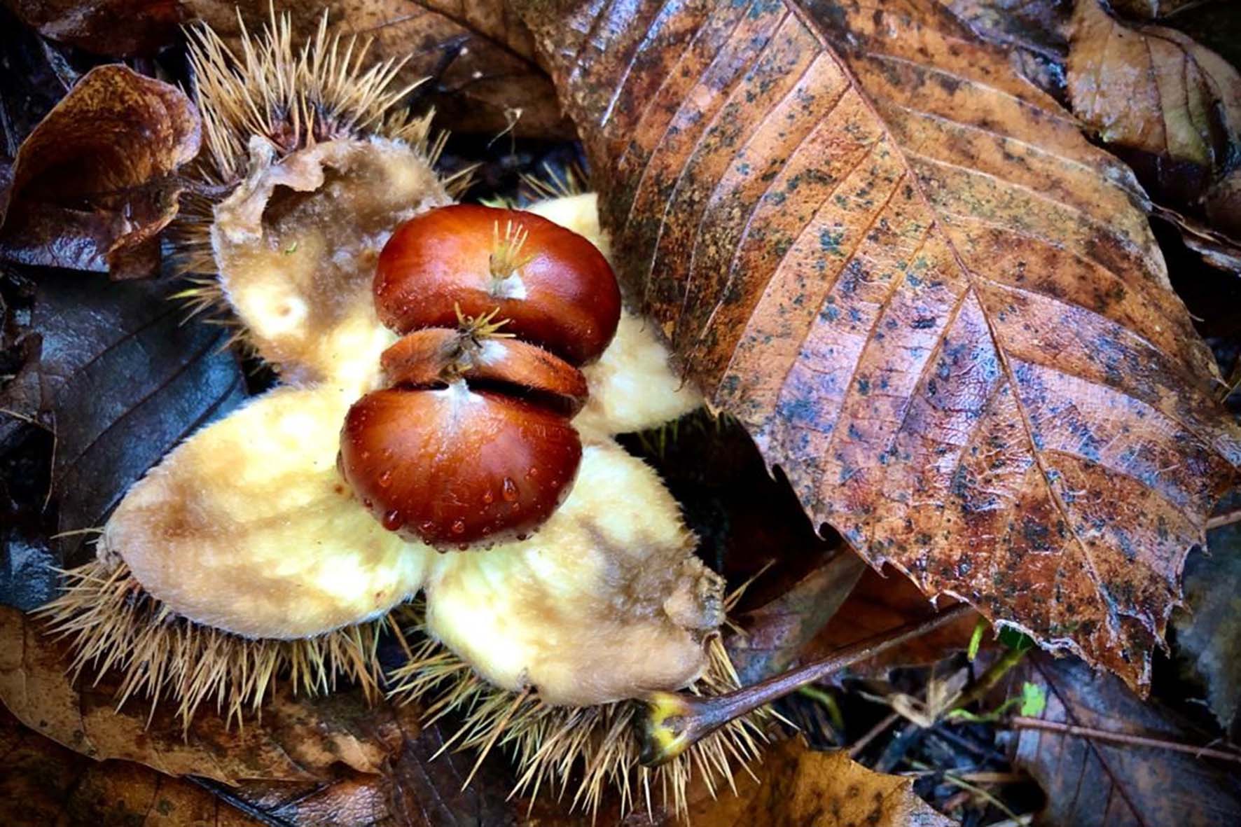 Un sabato dedicato ai più piccoli con “La leggenda delle tre castagne”