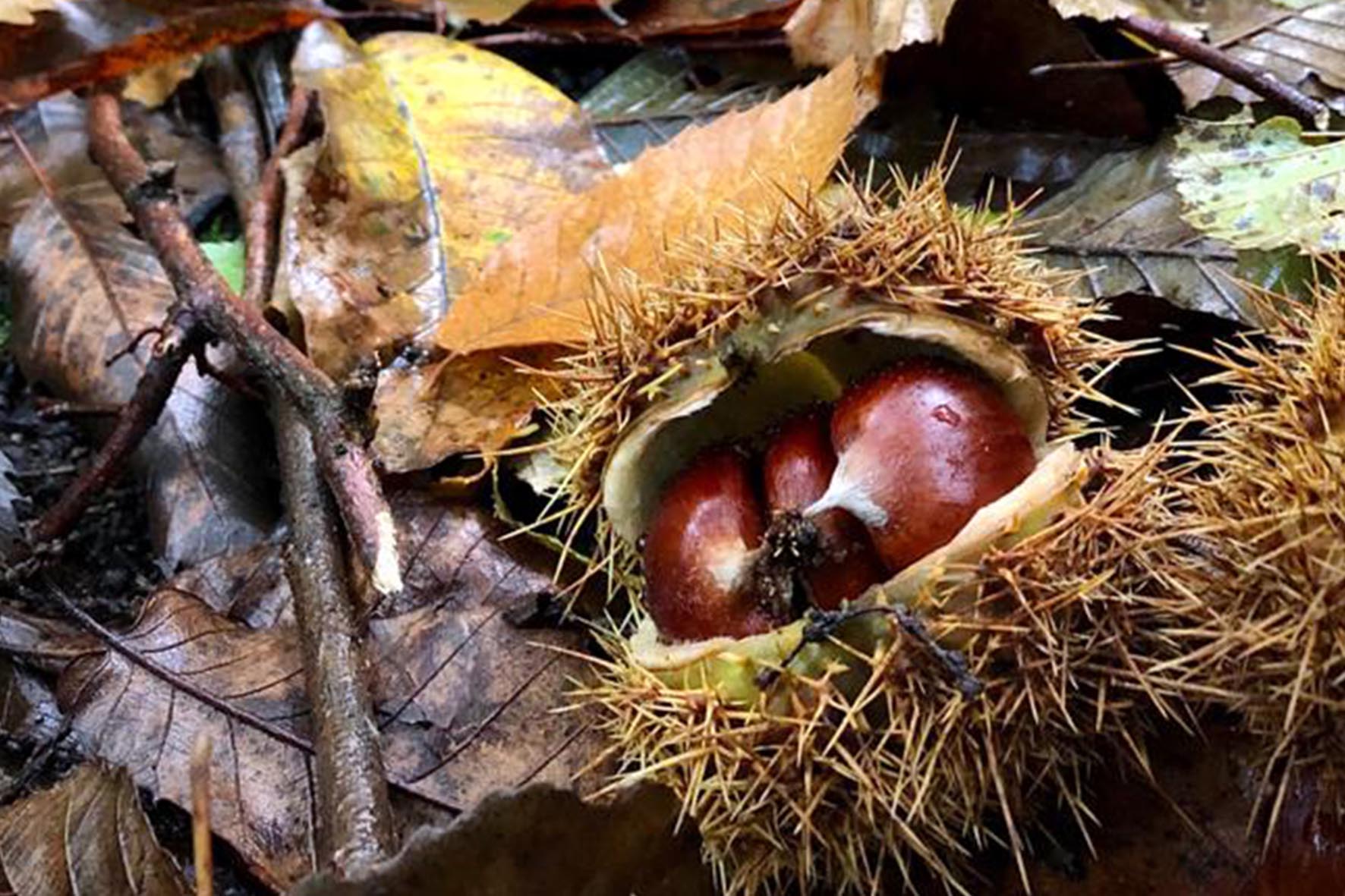 Una video-lettura per bambini per rievocare le veglie nei seccatoi di Raggiolo