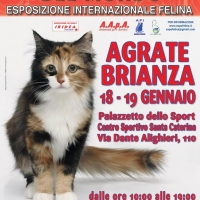 I Gatti Più Belli del Mondo al Centro Sportivo di AGRATE BRIANZA