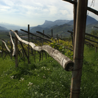 VIGNAIOLI DI MONTAGNA: TRA VINO E CINEMA SPAZIO ANCHE ALLA GASTRONOMIA