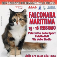 I Gatti Più Belli del Mondo al Palasport PalaBadiali di FALCONARA MARITTIMA