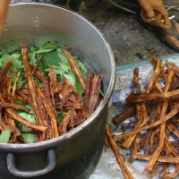 Festini a base di Ayahuasca, la droga allucinogena degli sciamani