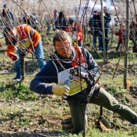 Il 29 Febbraio 2020 in Chianti Classico il 2° Festival del Potatore della vite ideato e organizzato da Simonit&Sirch