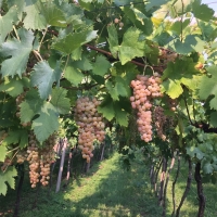 PERINATO SOAVE CLASSICO DOC: LA NOVITÀ IN CASA GIANNITESSARI