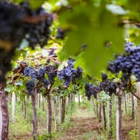 BERLINER WEIN TROPHY: CANTINA TOLLO È LA MIGLIORE COOPERATIVA ITALIANA