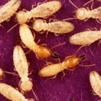 Termite Formosa: dall’Asia un nemico del legno devastante