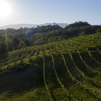 L’ASOLO PROSECCO CONTINUA A CRESCERE E ADOTTA LA RISERVA VENDEMMIALE