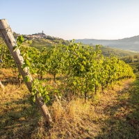 CASTELLO DI CIGOGNOLA: LA VENDEMMIA 2020 AFFRONTATA CON L’ANIMA DELLA START UP