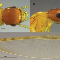 Termiti del legno: scoperta in Brasile una nuova specie