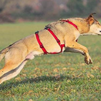 Perché scegliere la pettorina antifuga per il vostro cane? 