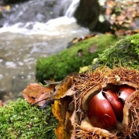 La castagnatura di Raggiolo sul web con un ricco calendario di iniziative