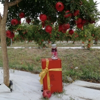 Natale si avvicina.. è il momento di pensare ai regali  di Agrinsalento